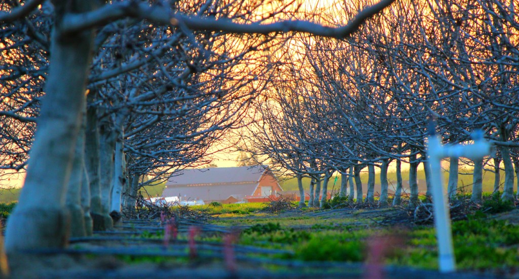 wood-trees-house-branches