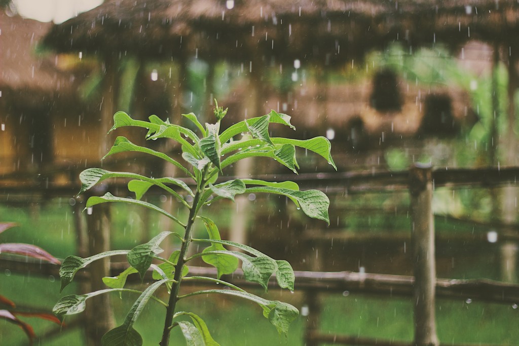 How to Prevent Mosquitoes After Heavy Rain or A Storm